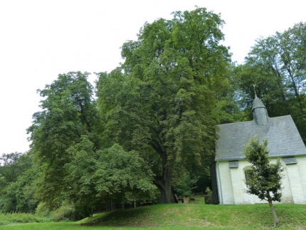 Bild 2 von 1 Kastanie an der Amerunger Kapelle